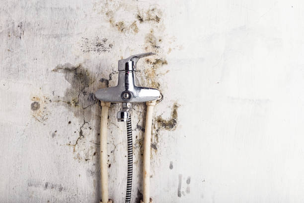 , USA Mold Removal Pros